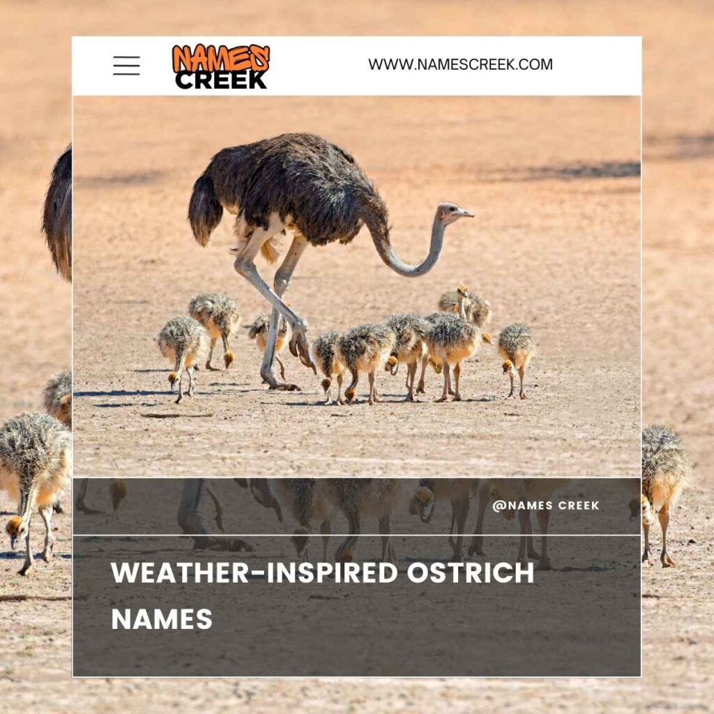 Weather-Inspired Ostrich Names