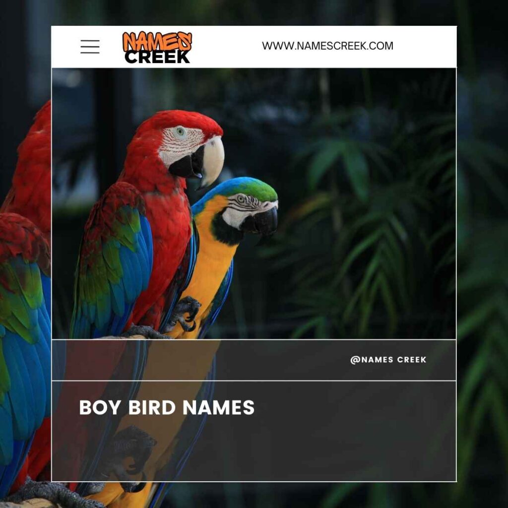 Boy Bird Names