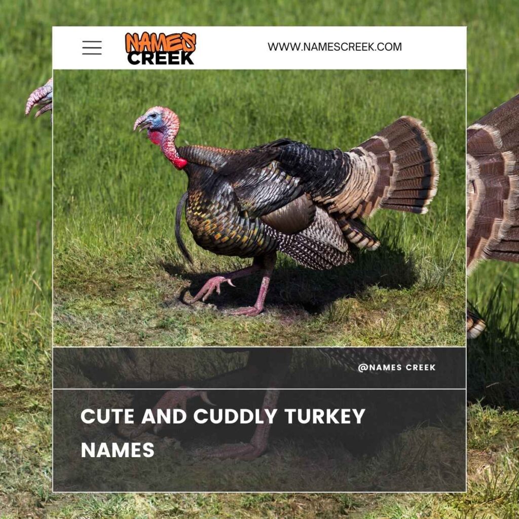 Cute and Cuddly Turkey Names