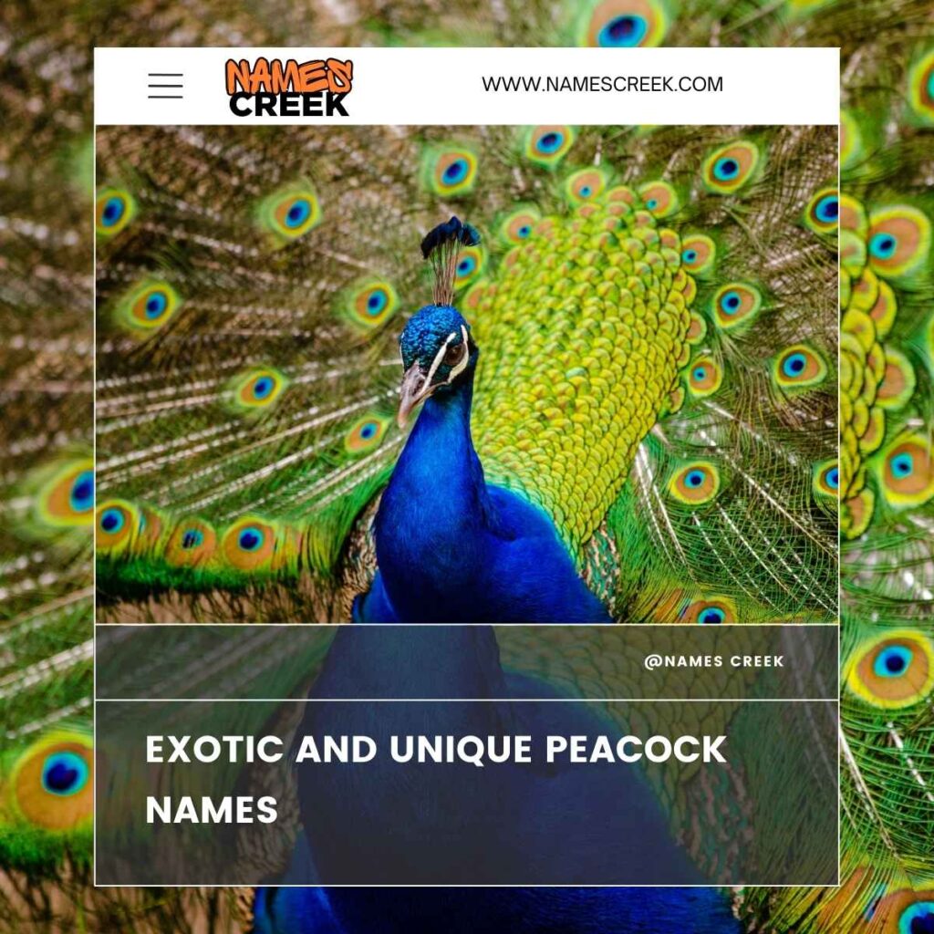 Exotic and Unique Peacock Names