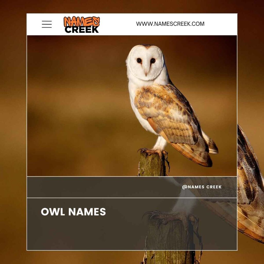 Owl Names