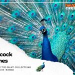 300 Majestic Peacock Names: A Colorful Plumage of Possibilities