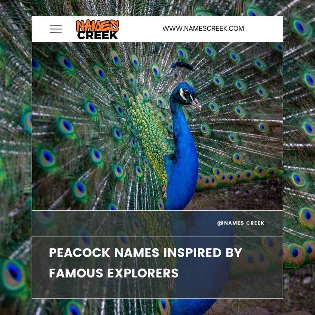 Peacock Names Inspired by Famous Explorers