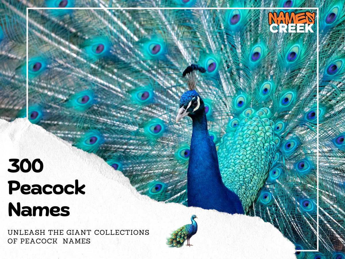 300 Majestic Peacock Names: A Colorful Plumage of Possibilities