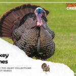 225 Unique and Creative Turkey Names