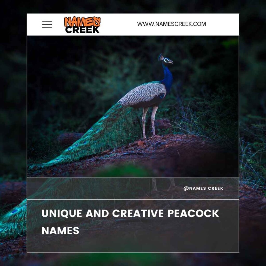 Unique and Creative Peacock Names