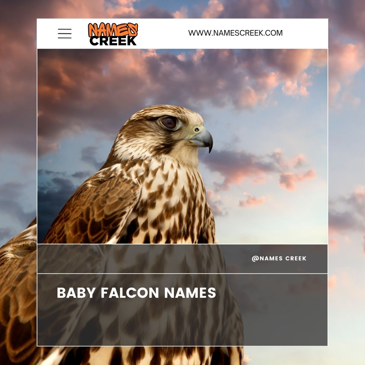 380 Falcon Names: A Proper List For Your Majestic Falcon