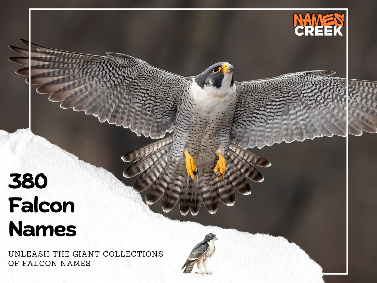 380 Falcon Names: A Proper List For Your Majestic Falcon