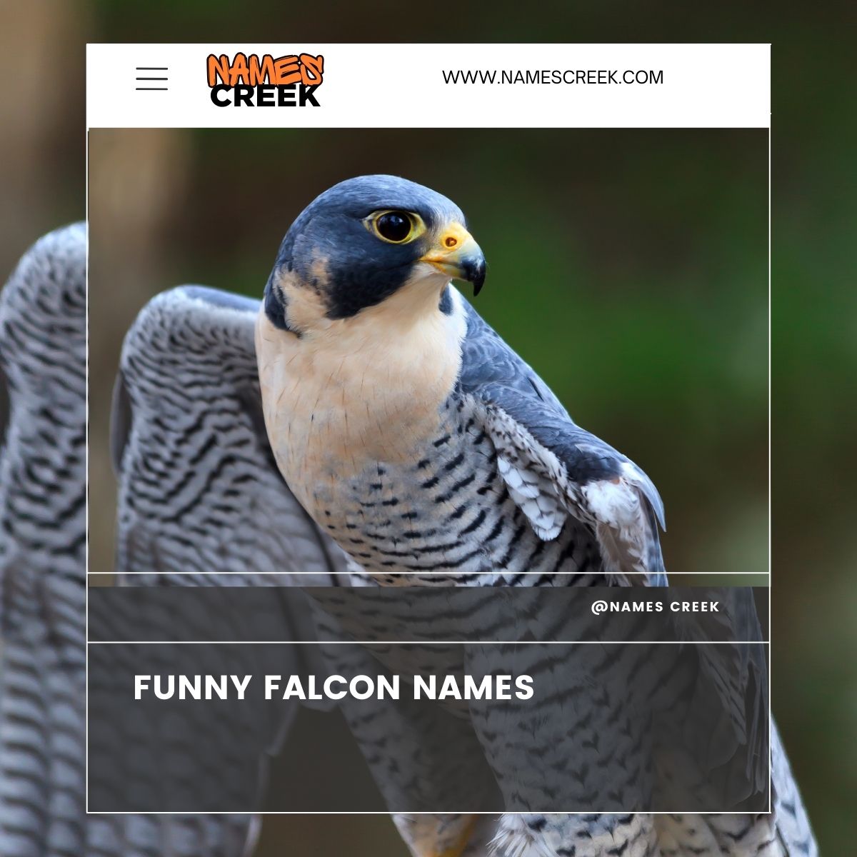 380 Falcon Names: A Proper List For Your Majestic Falcon