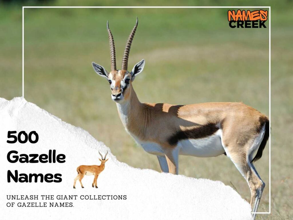500 Gazelle Names: The Ultimate Guide For Your Elegant Companion With ...