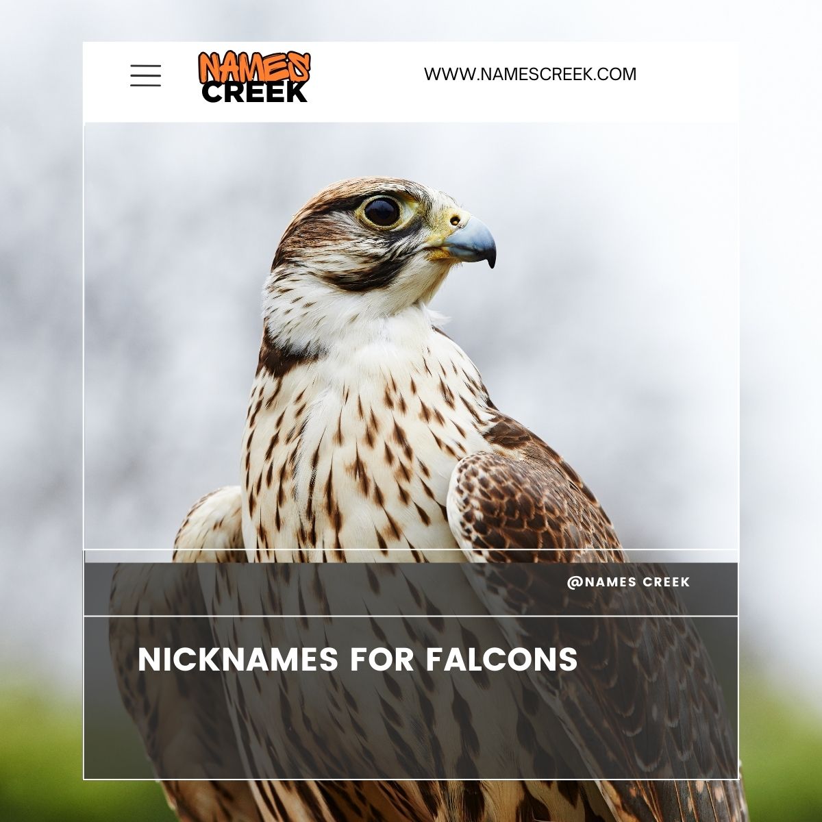 380 Falcon Names: A Proper List For Your Majestic Falcon