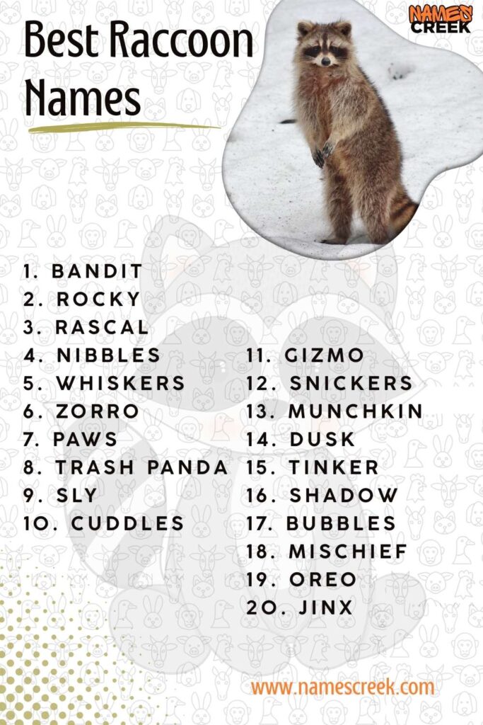 Best Raccoon Names