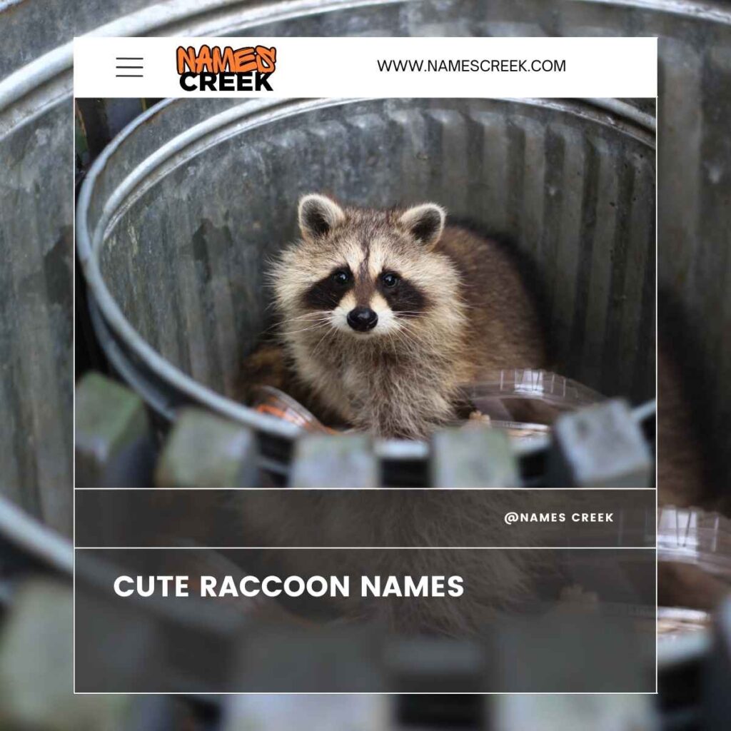 Cute Raccoon Names