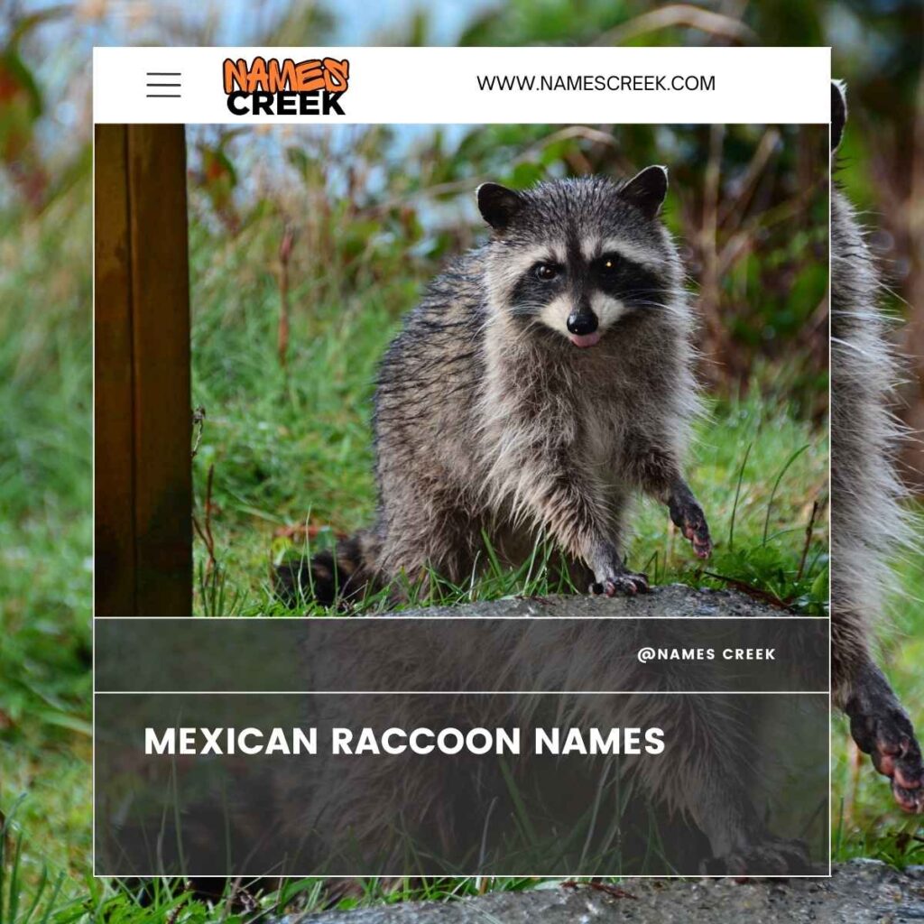 Mexican Raccoon Names