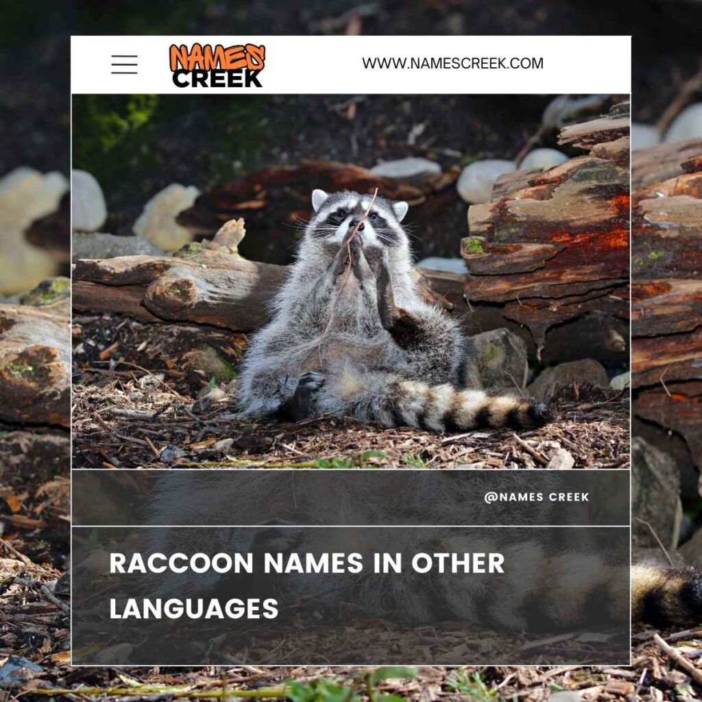 Raccoon Names in Other Languages