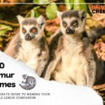 500 Lemur Names: The Ultimate Guide to Naming Your Adorable Lemur Companion