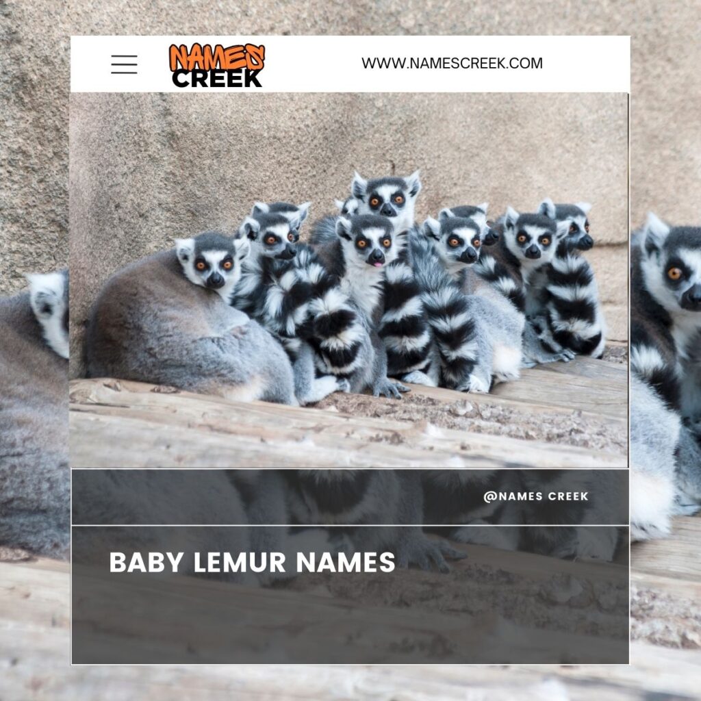 Baby Lemur Names