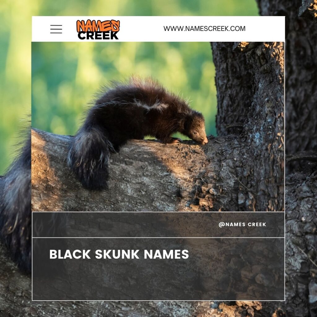 Black Skunk names