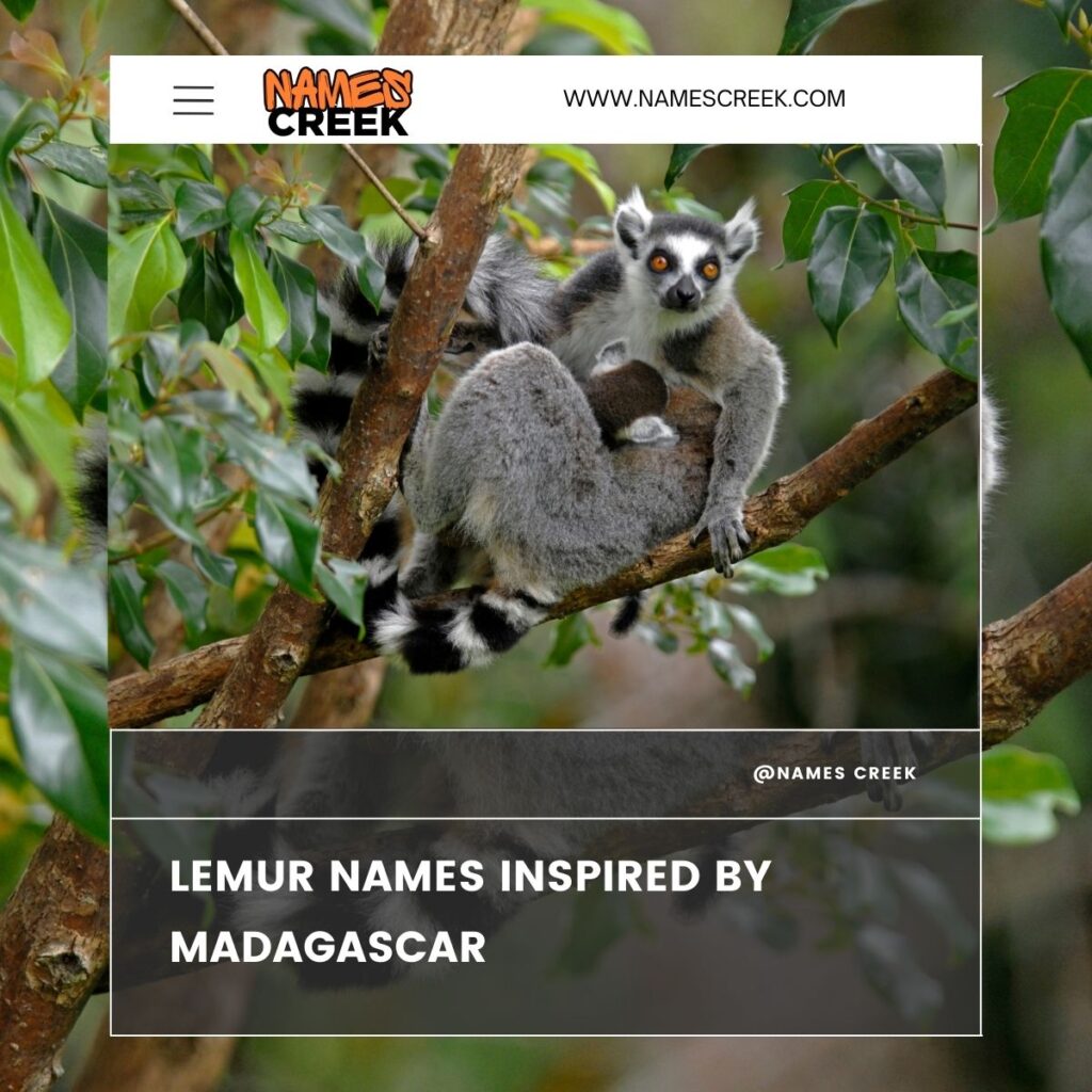 Lemur Names Inspired by Madagascar