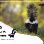 540 Skunk Names You’ll Absolutely Love