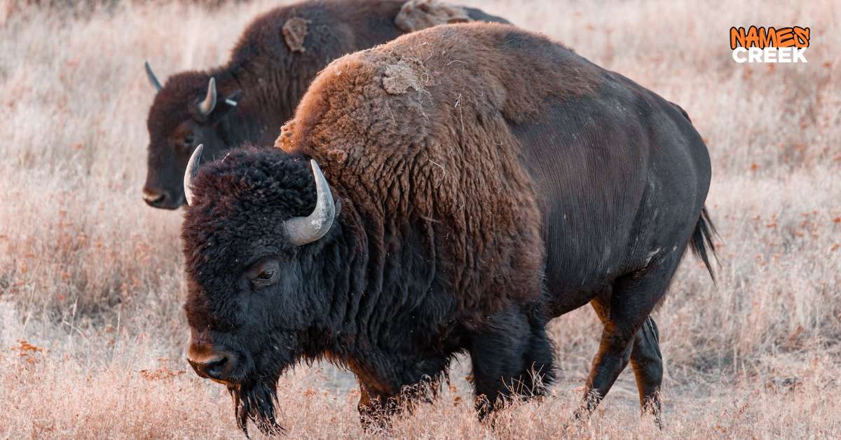 340 Bison Names With Ai Generator