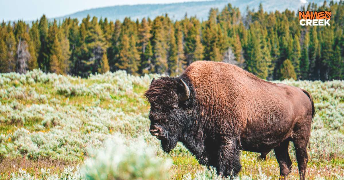 340 Bison Names With Ai Generator