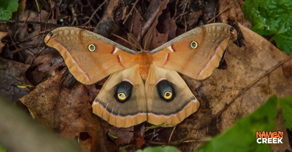Female Moth Names