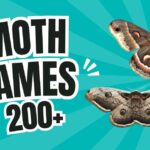 200+ Moth Names With Name Generator
