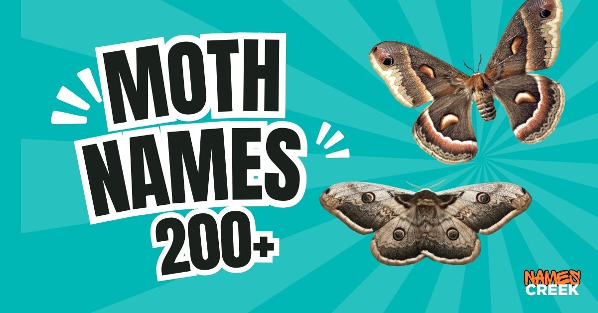 200+ Moth Names With Name Generator