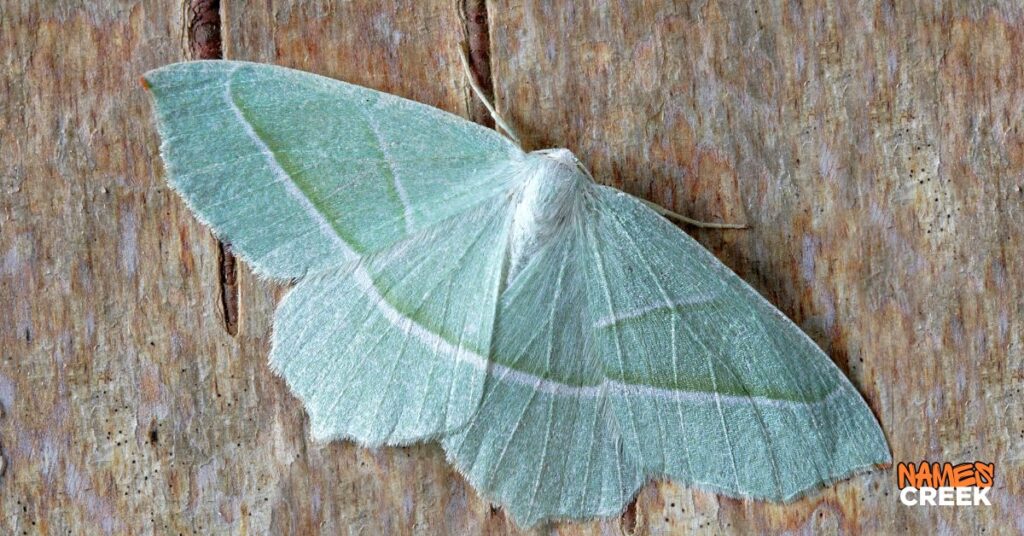 Mythology & Folklore Moth Names