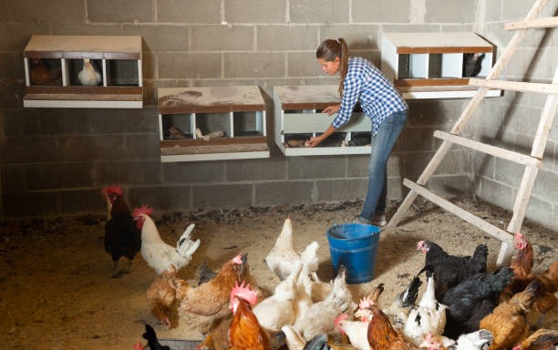 What Are the Best Materials for Lasting Poultry Shelters and Why?