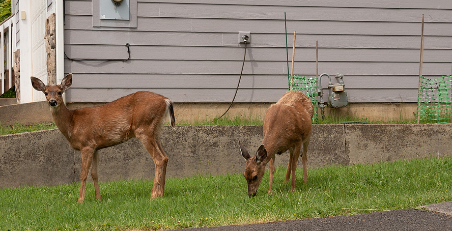 Comparing Low-Cost Deer Deterrents