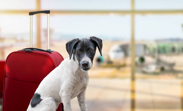 Dog Boarding Helps