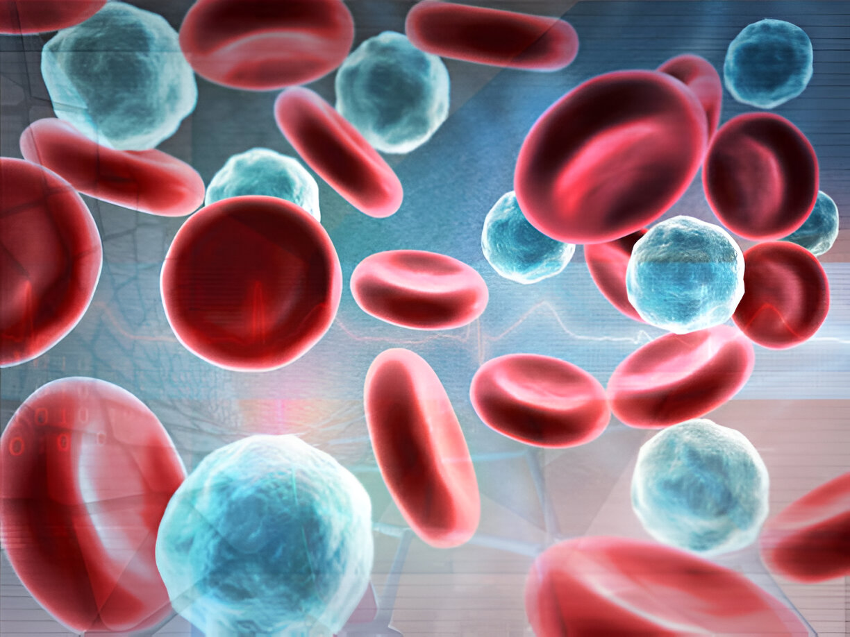 Your White Blood Cells